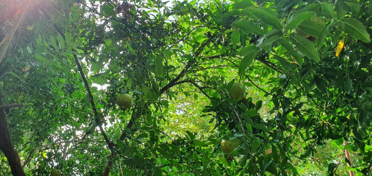 Xho'S Forest Guest House Berat Bagian luar foto